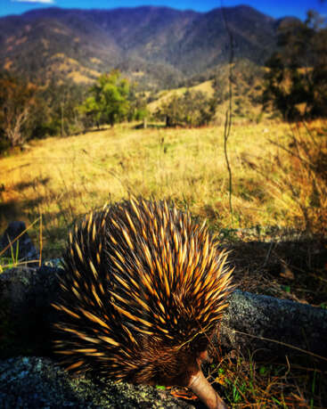 La imagen representa un equidna con sus características espinas, situado sobre una roca en un campo cubierto de hierba, mostrando su aspecto único en un entorno natural.