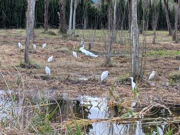 Un groupe d'aigrettes blanches se tient debout et marche près d'un étang dans une zone boisée et herbeuse, entourée d'arbres et se reflétant dans l'eau. Scène paisible.