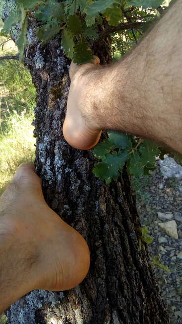 Une personne aux jambes poilues grimpe à un arbre pieds nus. Ses pieds s'agrippent à l'écorce rugueuse et texturée tandis que des feuilles de chêne vertes entourent le tronc de l'arbre sous la lumière du soleil.