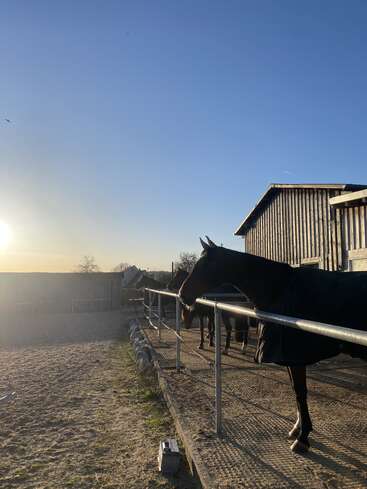 Ein Pferd steht friedlich an einem Metallzaun vor einer Holzscheune und sonnt sich im goldenen Schein der frühen Morgen- oder Abendsonne.