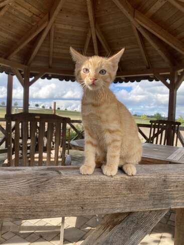Ein süßes orangefarbenes Kätzchen sitzt auf einem Holzzaun unter einem rustikalen Pavillon. Im Hintergrund sind Holzstühle, Tische und eine malerische Landschaft zu sehen.