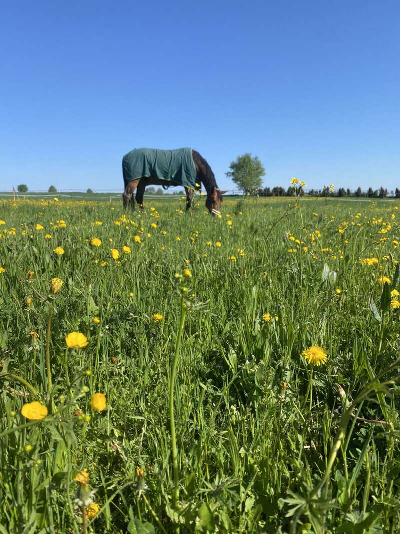 Ein braunes Pferd mit einer grünen Decke grast auf einer saftigen Wiese voller gelber Blumen, unter einem klaren blauen Himmel und strahlendem Sonnenschein.