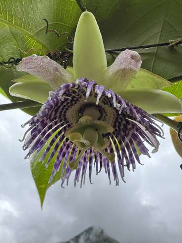 A stunning passion flower with white and purple petals hangs beneath large green leaves, intricate tendrils curling, set against a cloudy sky and distant mountain.