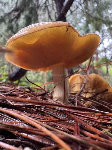 A close-up view of a mushroom in a forest, with pine needles scattered on the ground and soft, diffused light shining through the trees above.