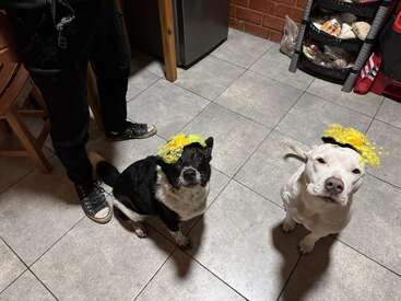 Two dogs wearing small yellow hats sit on a tiled floor, looking up. A person in black pants and sneakers stands nearby in a cozy kitchen setting.
