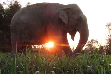 Un elefante se encuentra en un prado al atardecer, con la luz del sol filtrándose entre sus patas. Los árboles y el follaje enmarcan esta tranquila escena natural, creando una atmósfera serena.
