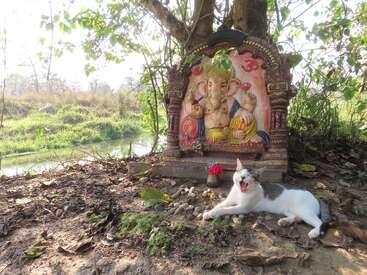 Un gato yace bostezando junto a un colorido altar dedicado al dios Ganesha, bajo un árbol, cerca de la tranquila orilla de un río, rodeado de hojas, piedras y la brillante luz del sol.