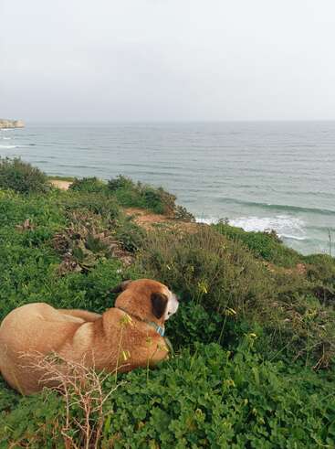 A brown dog lies peacefully on green grass atop a cliff, gazing out over the calm ocean waves under a cloudy, tranquil sky. Nature scene.