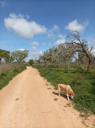 A tan dog sniffs beside a dirt path lined with green grass and wildflowers, surrounded by trees under a bright blue sky with fluffy clouds.