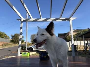 A white dog with one brown ear stands on a wooden deck under a pergola structure. The background includes houses, a street, and clear blue sky.
