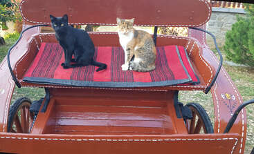 Deux chats, l'un noir et l'autre calicot, sont assis sur une couverture tissée rouge, sur un chariot rustique en bois, en plein air, entourés de verdure et d'une ambiance paisible.
