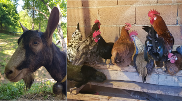 L'image montre un gros plan d'une chèvre à l'extérieur, à gauche, et un groupe de poules et de coqs perchés sur des poutres en bois à l'intérieur, à droite.