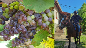L'image est divisée en deux : le côté gauche montre des raisins colorés sur une vigne, tandis que le côté droit montre un homme à cheval en plein air.