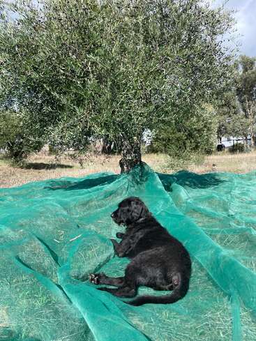 A black dog is lying on green netting, beneath an olive tree in a field. The day appears sunny, with some clouds visible in the sky.