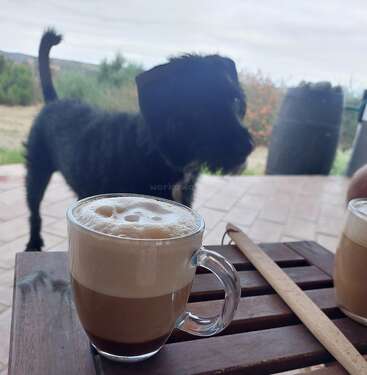 A glass mug of frothy coffee sits on a wooden table. A black dog stands in the background outside, with trees and countryside visible. Peaceful morning.