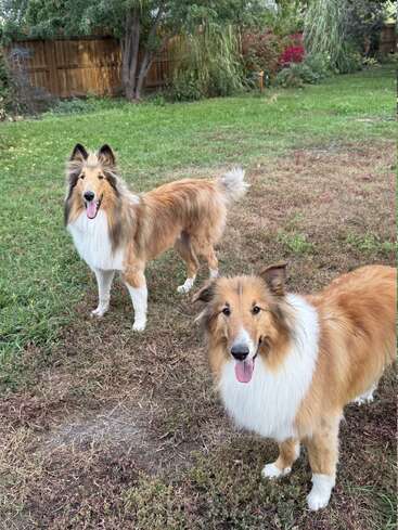 Dos perros collie, felices y peludos, están de pie sobre la hierba verde y marrón de un patio trasero vallado, con la lengua fuera, disfrutando de un día precioso rodeados de árboles y plantas.