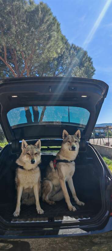 Zwei wolfsähnliche Hunde sitzen im Kofferraum eines Autos, der offen steht, in strahlendem Sonnenlicht. Hinter ihnen sieht man Bäume und den blauen Himmel.