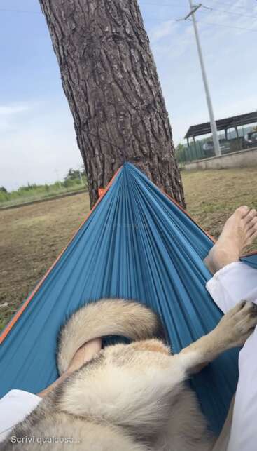 Eine Person liegt in einer blauen Hängematte, die an einem Baum befestigt ist, und entspannt sich im Freien, während ein flauschiger Hund unter dem klaren Himmel auf ihren Beinen ruht. Eine friedliche Szene.