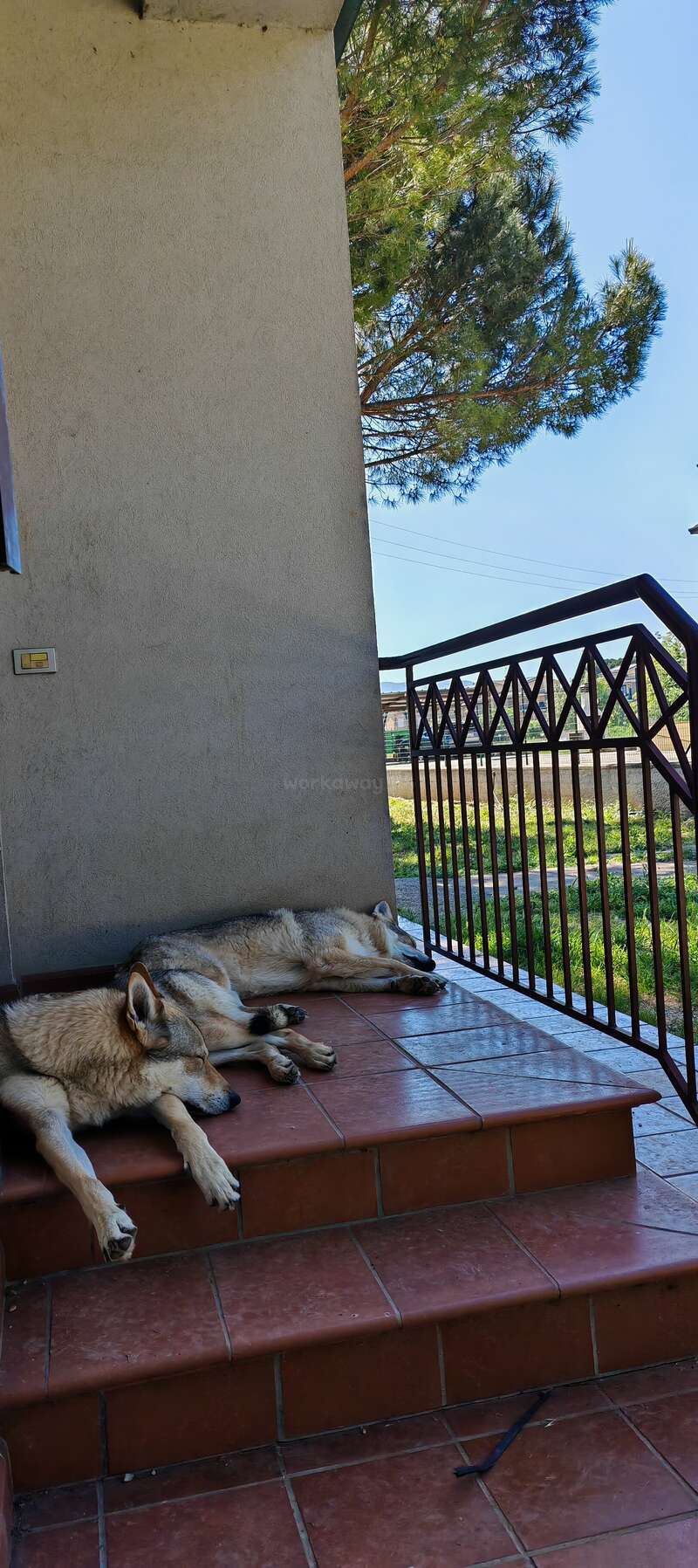 Zwei Wölfe schlafen friedlich auf den gekachelten Stufen vor einem Haus, direkt neben einem Metallgeländer, während hinter der Veranda Grünpflanzen und Sonnenlicht zu sehen sind.