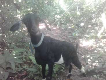 A imagem mostra uma cabra preta com marcas brancas na barriga e nas pernas, parada em uma área arborizada, cercada por árvores e arbustos.