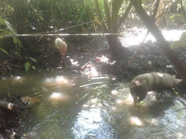 A imagem mostra dois porcos entrando em um riacho escuro, com um deles em pé na água e o outro parcialmente submerso. A cena se passa em meio a uma vegetação exuberante.