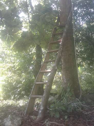 A imagem mostra uma escada de madeira encostada em um tronco de árvore em uma área arborizada, cercada por vegetação e folhagem exuberantes.