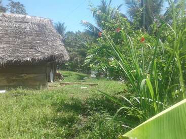 A imagem retrata uma cena tropical serena com uma cabana de grama com telhado de palha, cercada por uma vegetação exuberante e flores vermelhas vibrantes em um dia ensolarado.