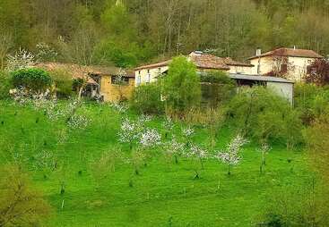 La imagen representa un paisaje sereno con una hilera de árboles y una zona de césped, con algunos edificios al fondo, que evocan una sensación de tranquilidad y belleza natural.