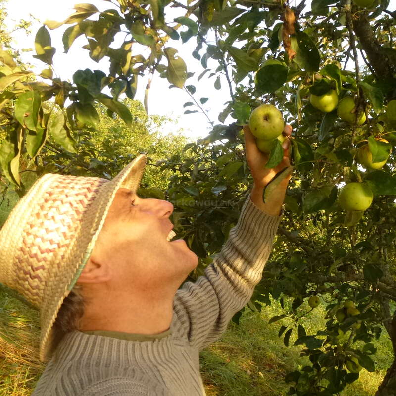 La imagen representa a un hombre con sombrero de paja y jersey gris, cogiendo manzanas de un árbol de hojas y ramas verdes, sobre un cielo luminoso.