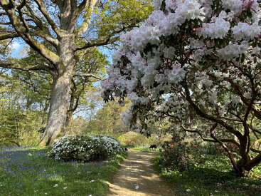Eine ruhige Gartenszene mit einem Feldweg, blühenden weißen und rosa Rhododendren, einem mächtigen Baum, grünem Laub, blauem Himmel und fleckigem Sonnenlicht. Friedliche Atmosphäre.