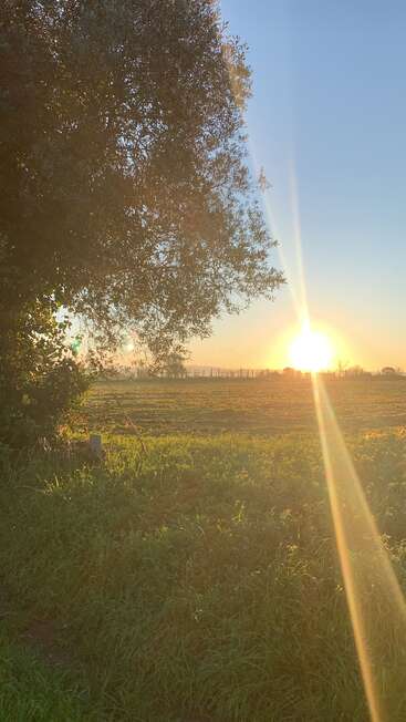 Um nascer do sol vibrante ilumina um campo gramado, com a luz do sol penetrando entre os galhos de uma grande árvore, criando uma cena campestre tranquila e acolhedora no início da manhã.