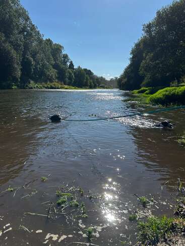 Um rio sereno corre suavemente entre árvores verdes e exuberantes, sob um céu azul límpido. A luz do sol brilha na água, criando uma cena tranquila e natural.