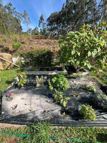 Esta imagem mostra um pequeno jardim com várias plantas crescendo em fileiras, cercado por uma rede, com árvores ao fundo e um céu azul e ensolarado acima.