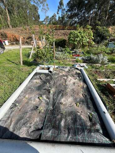 Esta imagem mostra um canteiro elevado com uma tela anti-ervas-daninhas preta, mudas crescendo pelos buracos, rodeadas por vegetação, árvores, ferramentas de jardinagem e um céu parcialmente ensolarado.