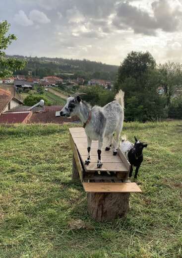 Duas cabras estão em uma pequena plataforma de madeira num campo gramado, com uma vila, árvores e um céu nublado ao fundo, criando uma cena tranquila.
