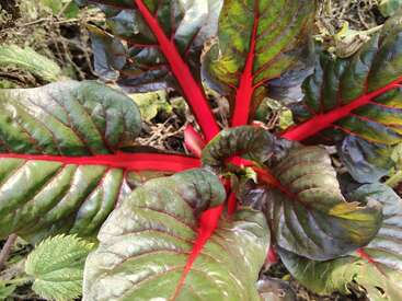 Cette image montre des bettes aux feuilles vertes poussant dans un jardin. La plante présente de grandes feuilles vert foncé, avec des tiges et des nervures d'un rouge éclatant, entourées de terre.
