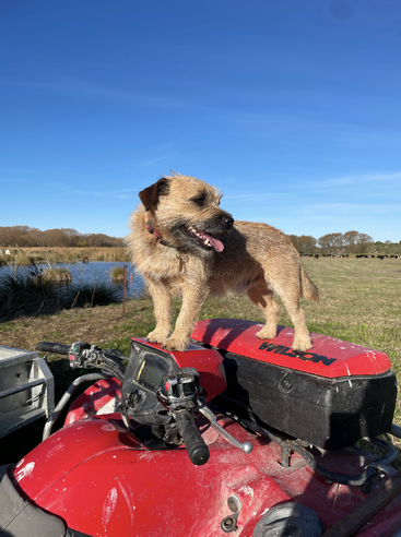 The image depicts a small dog standing on a red four-wheeler in a grassy field with a body of water and trees in the background.