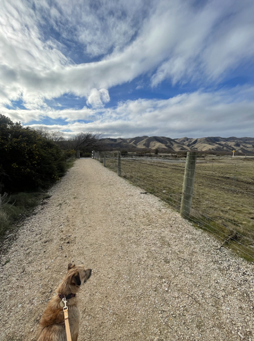 The image depicts a serene landscape featuring a gravel path, a dog on a leash, and a wire fence, set against a backdrop of rolling hills and a blue sky with white clouds.
