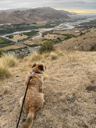 A dog on a leash sits on a hill overlooking a valley with a river, mountains, and fields, under a cloudy sky.