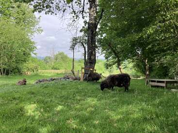Três ovelhas pretas pastam e descansam sob árvores grandes em um pasto verdejante. Bancos de madeira e uma cerca ficam por perto, rodeados por uma paisagem rural tranquila.