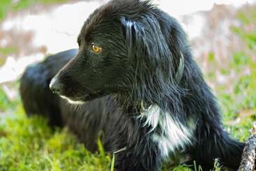 A wet black dog with striking amber eyes and a white patch on its chest lies on green grass, looking alertly to the left side.