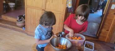 Dos niños trabajan juntos en una mesa de madera, clasificando o cortando albaricoques en cuencos y recipientes en una acogedora cocina rústica.