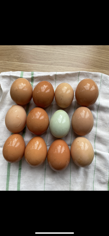 The image depicts a collection of eggs, with 11 visible, arranged in two rows on a white surface, showcasing their brown and white shells. The eggs are neatly organized, with no visible cracks or damage.