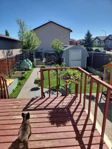 Ein kleiner brauner Hund steht auf einem roten Holzdeck und blickt auf einen grünen Garten mit Blumen, einem Schuppen, Bäumen und Häusern unter einem klaren blauen Himmel.