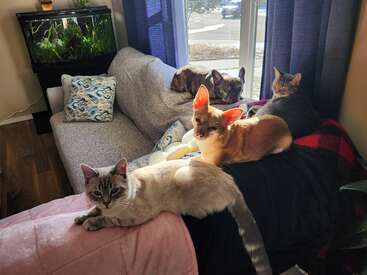 Vier Tiere - zwei Katzen und zwei Hunde - entspannen gemeinsam auf einer gemütlichen Couch am Fenster. Das einfallende Sonnenlicht unterstreicht die friedliche und gemütliche Stimmung im Wohnzimmer.
