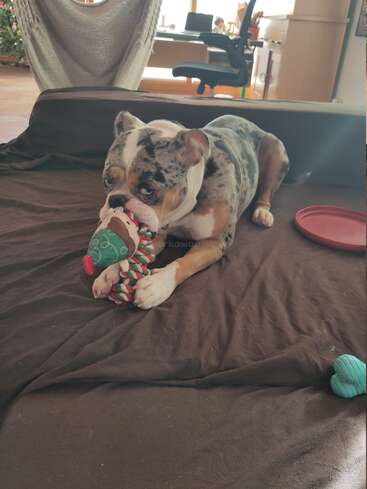 Um buldogue merle com impressionantes olhos azuis deita-se em um sofá marrom, mastigando um brinquedo de corda festivo, com um frisbee vermelho e um brinquedo azul por perto.