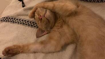 A light brown cat is sleeping on its back, one paw covering its face, the other stretched out, lying comfortably on a patterned beige blanket.