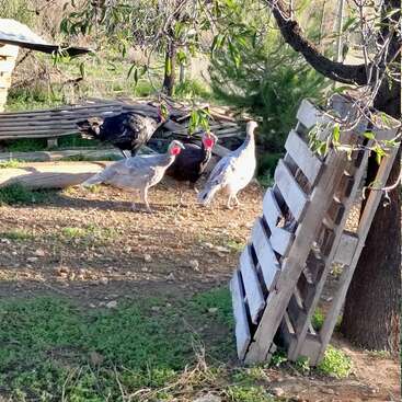 Four turkeys, two black and two light-colored, stand together in a sunlit, rustic yard with scattered pallets, trees, greenery, and natural surroundings.