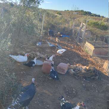 A group of ducks and chickens roam in a fenced outdoor area with dirt ground, some containers, scattered rocks, trees, and a rural landscape in the background.