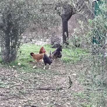 Three chickens roam freely on a grassy patch surrounded by trees and shrubs in a rustic outdoor setting, with pebbles scattered on the ground. Peaceful scene.
